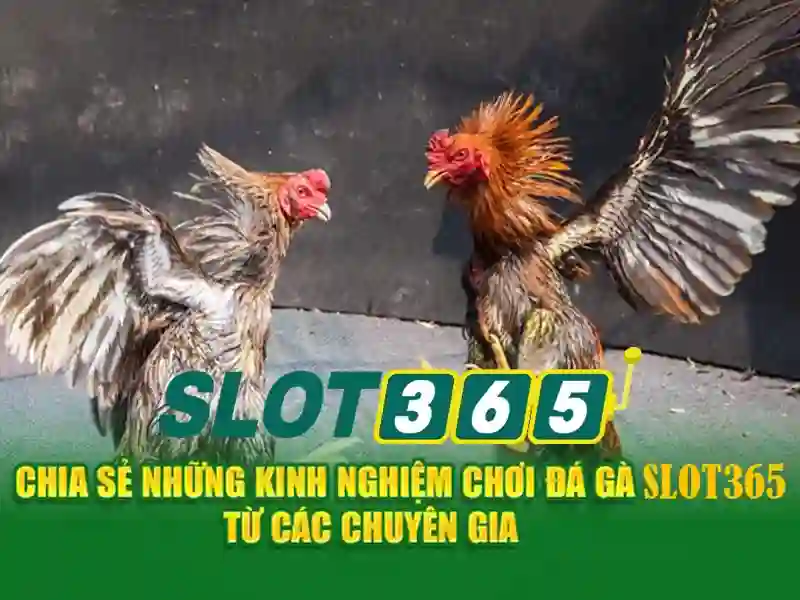 Giao diện nhà cái hoàn hảo