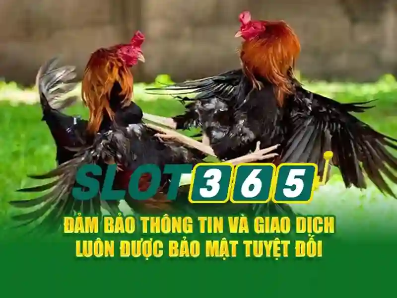 Slot365 - Trải nghiệm chơi slot trực tuyến đỉnh cao