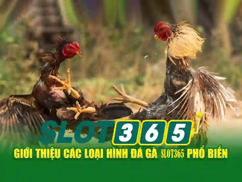 Slot365: Đánh giá và trải nghiệm nền tảng trò chơi xèng trực tuyến