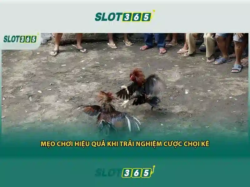 Sản phẩm và dịch vụ cốt lõi: Ứng dụng thực tế của slot365 vip