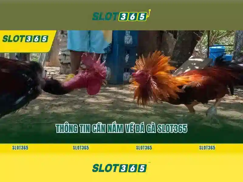Slot365 - Đánh giá nền tảng slot trực tuyến