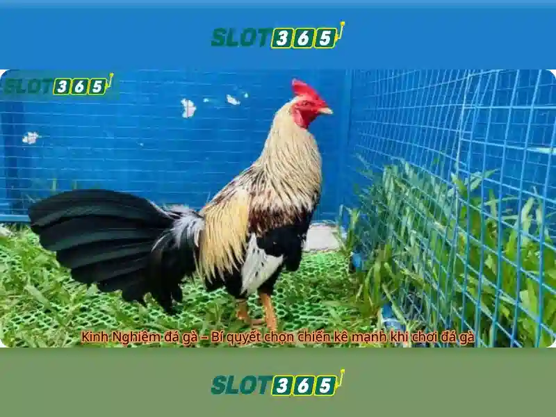 Slot365: nền tảng chơi slot trực tuyến đáng tin cậy Giao diện nhà cái hoàn hảo