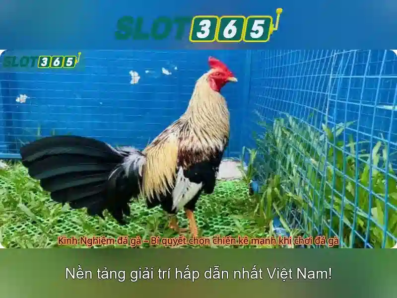 Slot365: Đánh giá tổng quan về nền tảng cược trực tuyến