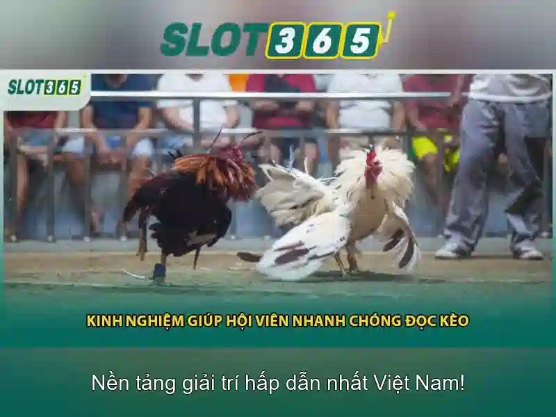 Slot365: Đánh giá nền tảng slot trực tuyến